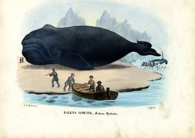 Bowhead Whale, 1863-79 by Raimundo Petraroja